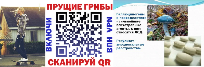 сколько стоит  Кедровый  Псилоцибиновые грибы Psilocybe 